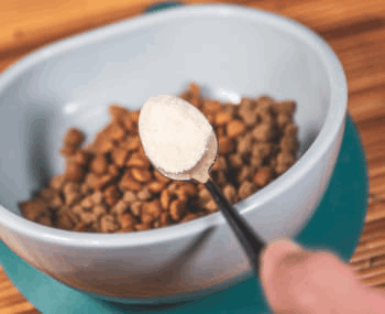 dosage-recommended-wild-belly-dog-probiotic-supplement